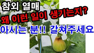 참외열매, 왜 이렇게 되는지 아시는 분 갈쳐주세요(참외재배, 참외 병충해, 참외 생리장해. 참외 수정, 참외…