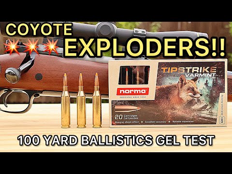 243 Winchester BOMBS?! Norma TipStrike Ballistics Gel Ammo Test