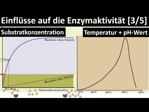 Influences on enzyme activity [substrate concentration, temperature, pH, RGT rule] - [3/5]