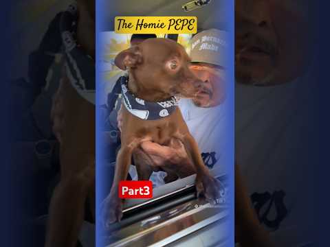 Pepe Once Again,Back At it, Part3 #dawgfood #doghouse #ogHomies #veteranosfree #fyp #pov #fyptiktok