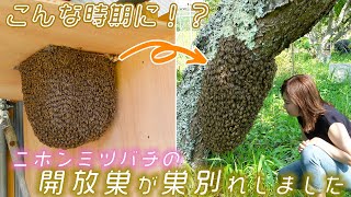 どうしてこんな時期に！？開放巣が夏分蜂しました