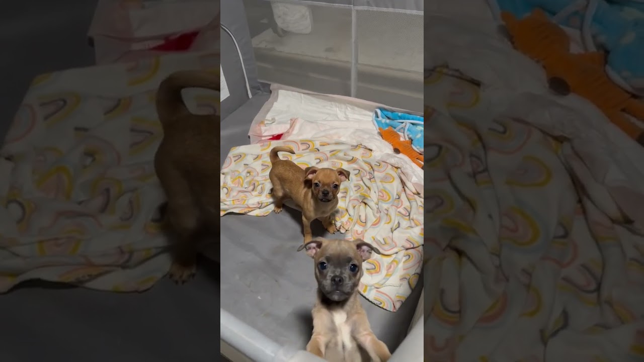 Enlarge Tina, an adopted mixed breed in Salem, VA video 4/4