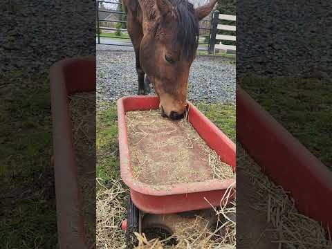 (Esther 2:7) Reading a Bible verse to our horse while she snacks on her hay ❤️🩵💛