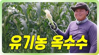 옥수수로 수익 올리기 ㅣ 배보다 단 옥수수 ㅣ 유기농 옥수수 재배 괴산의 특산물 대학 찰옥수수