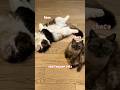 Park Shin Hye And Choi Tae Joon Have 4 Cats And 1 Baby Boy ️ Parkshinhye Choitaejoon Cats