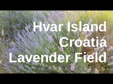 download lagu mp3 mp4 Lavender Island Croatia, download lagu Lavender Island Croatia gratis, unduh video klip Lavender Island Croatia