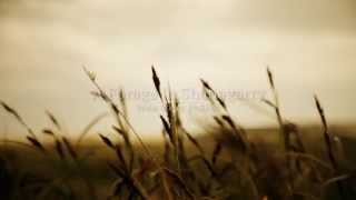 Forage in Shanagarry