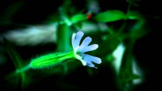 Rush - The Garden - Nature Time Lapse Music Video - Happy R40 Tour!