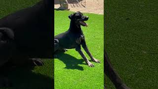 Video preview image #1 Labrador Retriever-Unknown Mix Puppy For Sale in Woodland Hills, CA, USA