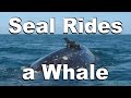 Seal Rides a Whale - Caught on Video! 