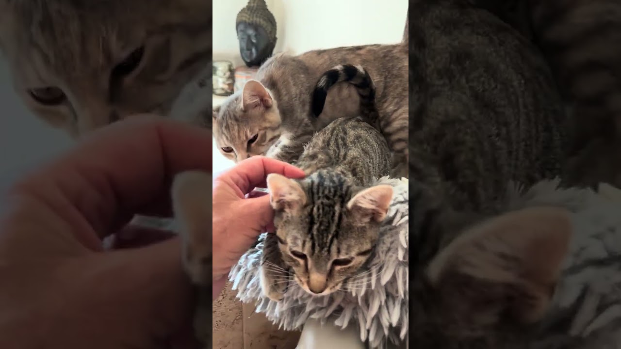 Enlarge Celeste, a ADOPTABLE Domestic Short Hair in Manhasset, NY video 4/5