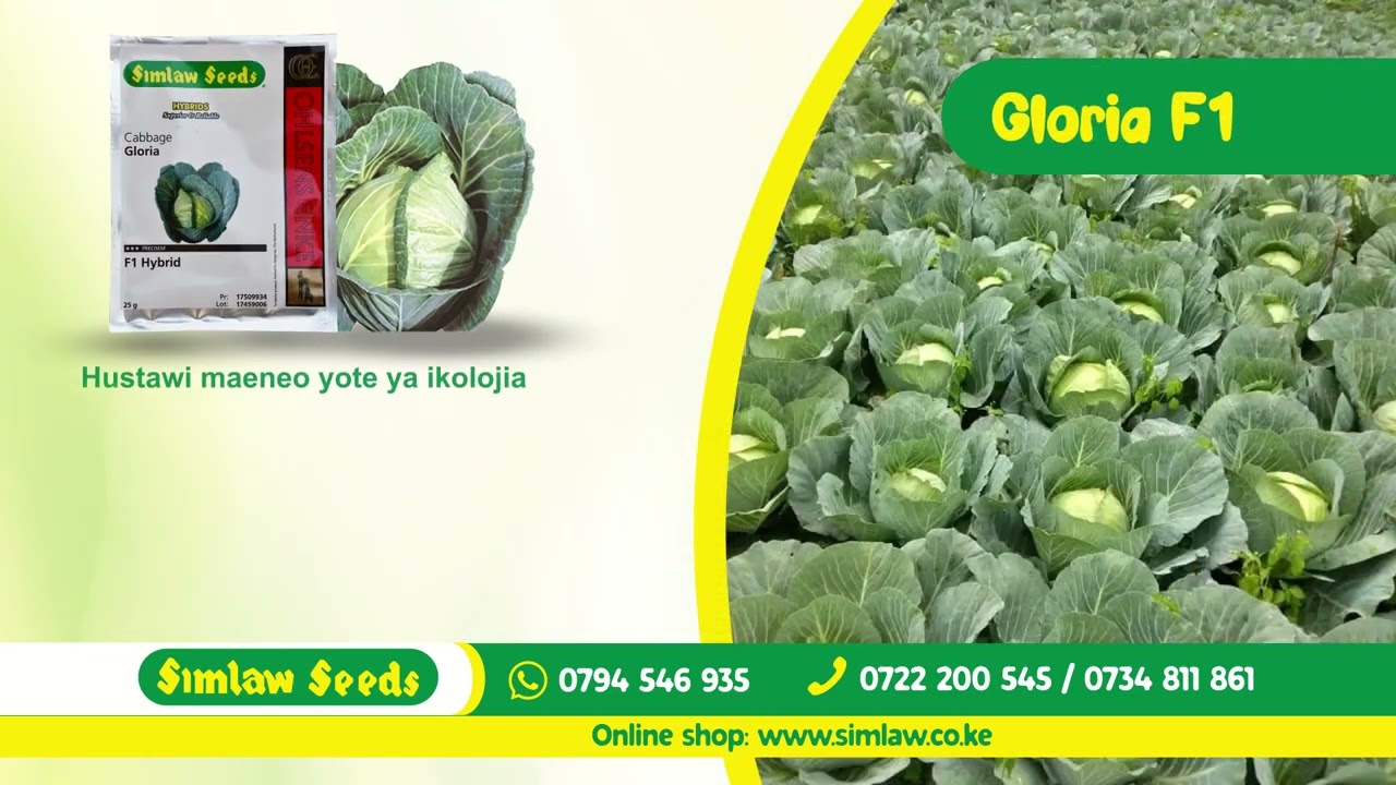 Simlaw Seeds//CabbageGloriaF1