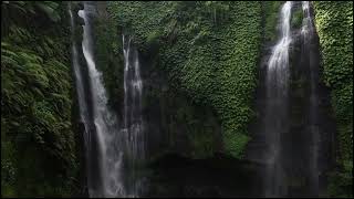 No Copyright Background Nature video Free Stock Video Footage (Forrest) Royalty-free