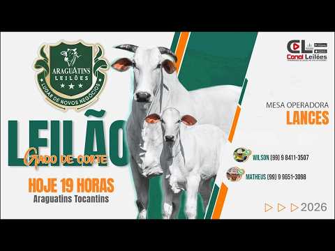 LEILÃO GADO DE CORTE ARAGUATINS LEILÕES | ARAGUATINS - TO 24/02/2026