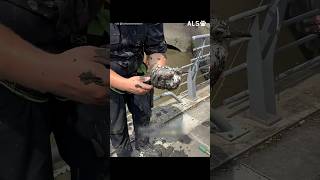 A gull sinks into harbor mud, and a fire crew goes down for her 🐦❤️  #GullRescue #WildlifeRescue