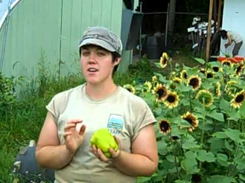 download lagu mp3 mp4 Flavor Burst Pepper Plant, download lagu Flavor Burst Pepper Plant gratis, unduh video klip Flavor Burst Pepper Plant