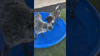 Video preview image #1 Great Pyrenees Puppy For Sale in Bountiful, UT, USA