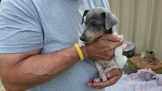 Video preview image #1 Rat Terrier Puppy For Sale in Bandera, TX, USA