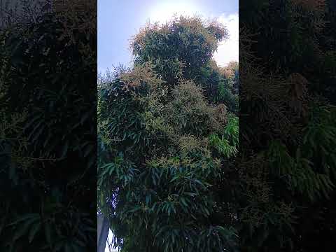 É a terceira florida de agosto  a outubro de 25