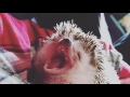 Hedgehog yawn.