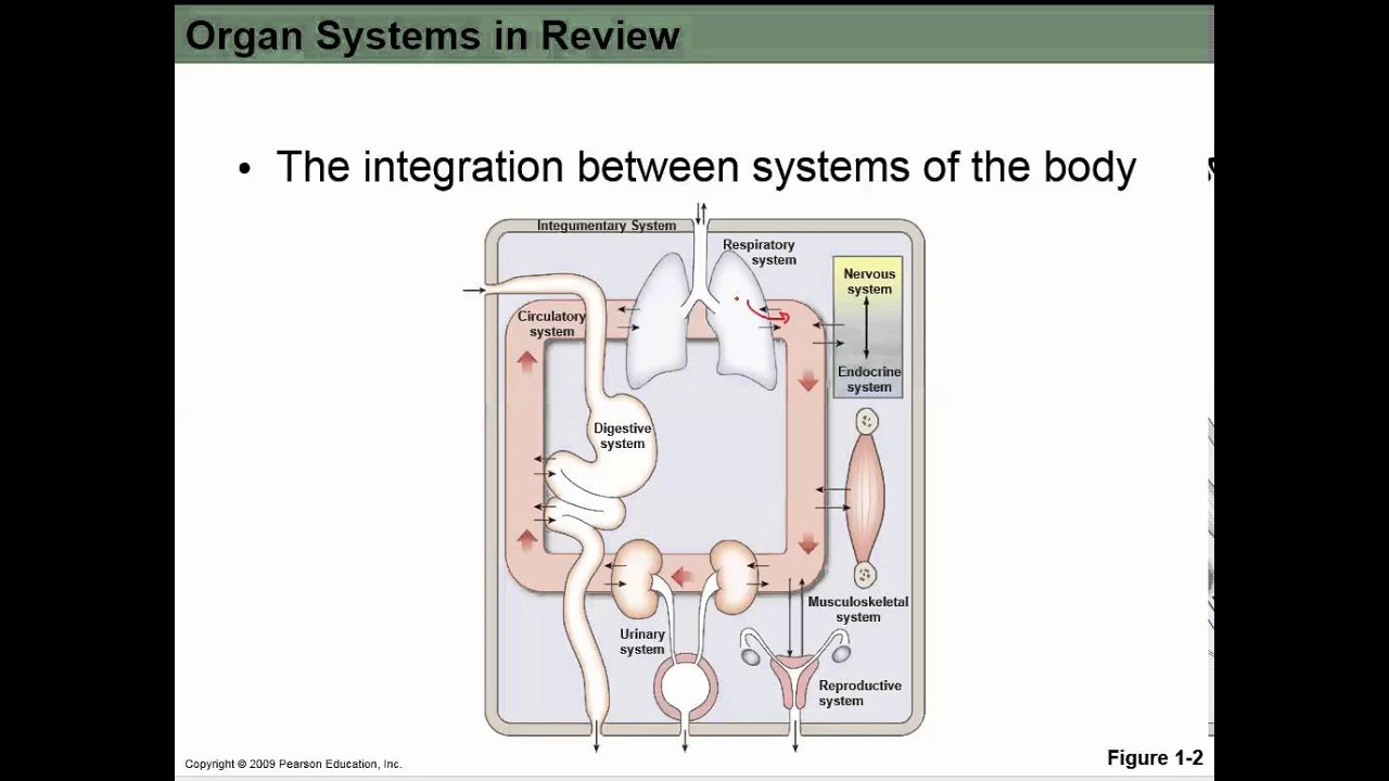 Physiology Intro   Chapter 1