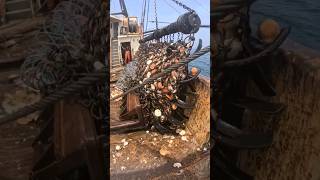 Download lagu SERBU BESAR KERANG DI AREA TERTUTUP UNTUK SAINS! #shorts #memancingkomersial #kerang mp3 Download lagu SERBU BESAR KERANG DI AREA TERTUTUP UNTUK SAINS! #shorts #memancingkomersial #kerang mp3