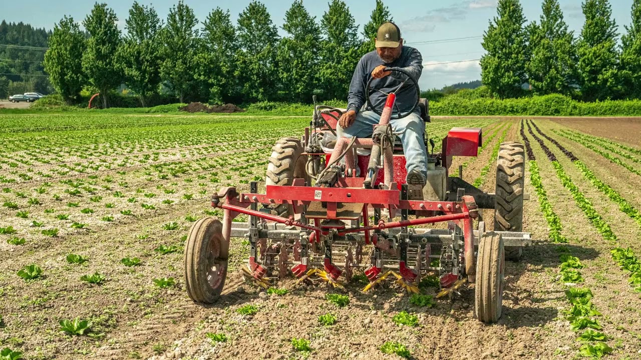 Remove Weeds From 1500ft Of Lettuce In 3 Minutes