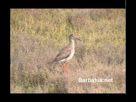 Archibebe común ( Tringa totanus ) redshank