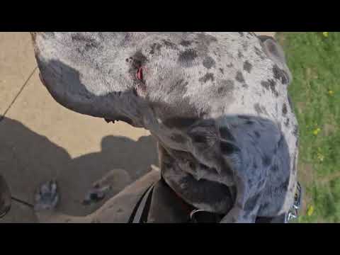 great dane Louie walking in wind being a good boy