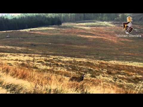 TULCHAN GLENISLA  EXKLUSIVE JAGD IN DEN SCHOTTISCHEN HIGHLANDS
