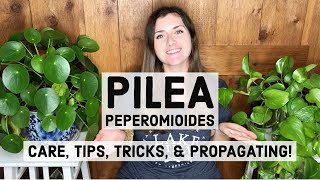 Pilea Peperomioides Plant Care, Tips, Tricks, & Propagating!