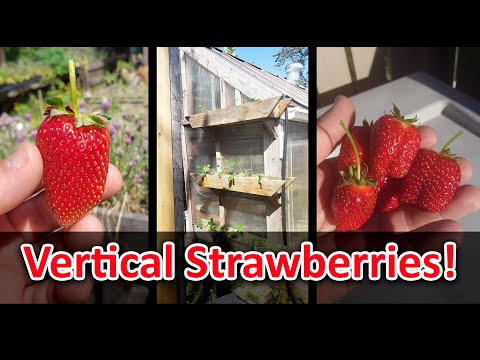 Strawberry Plant Revival Make More And More Strawberry Plants