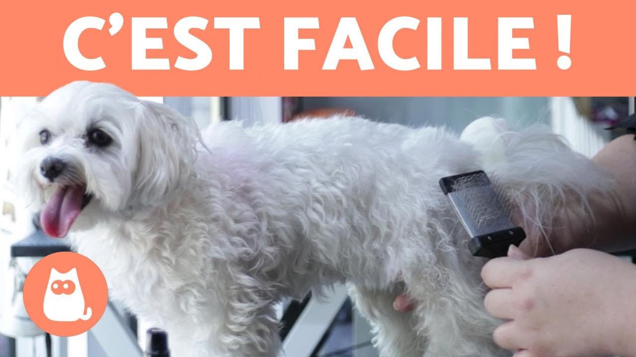 Comment BROSSER un chien à POIL LONG  🐶 Étapes à suivre