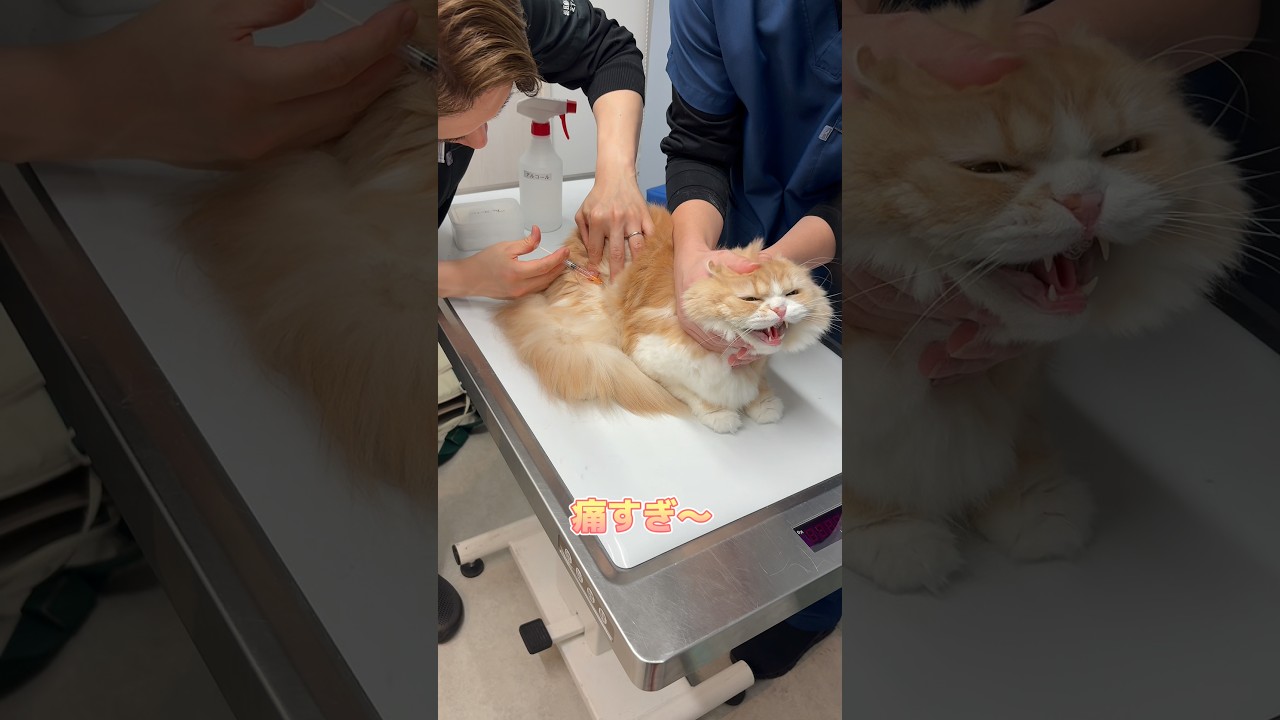ワクチンを頑張るゆってぃ先生の愛猫達