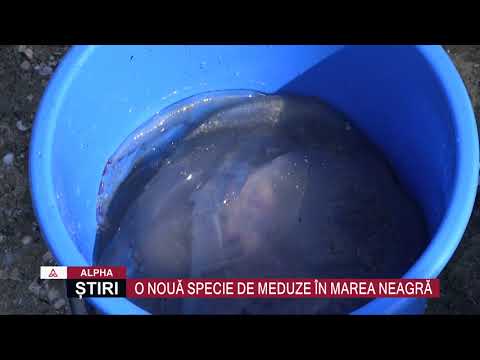 download lagu mp3 mp4 Meduze Albastre Marea Neagra, download lagu Meduze Albastre Marea Neagra gratis, unduh video klip Meduze Albastre Marea Neagra