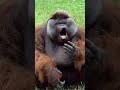 smart orangutan gestures for food.