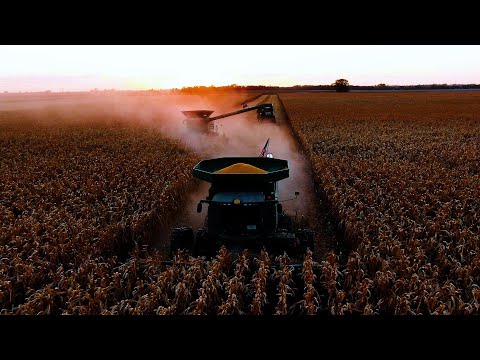 Beautiful Day To Harvest Corn! #13