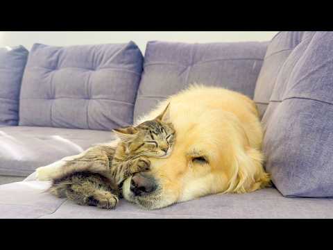 YouTube 썸네일