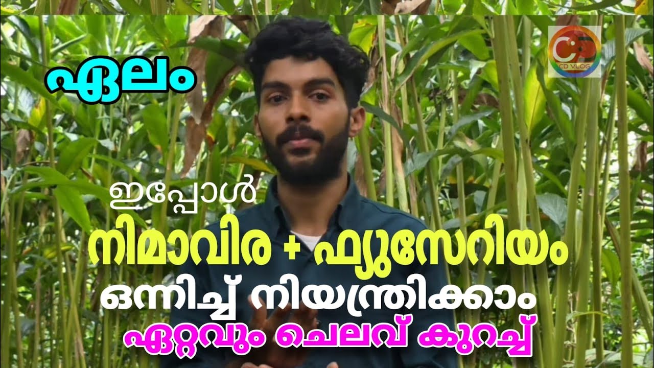 ഏലം I ഏറ്റവും ചെലവു കുറച്ച് I ഫ്യുസേറിയം + നെമിറ്റോഡ് ഒന്നിച്ച് നിയന്ത്രിക്കാം | Cardamom I The most cost effective I Fusarium + Nematode can be controlled together