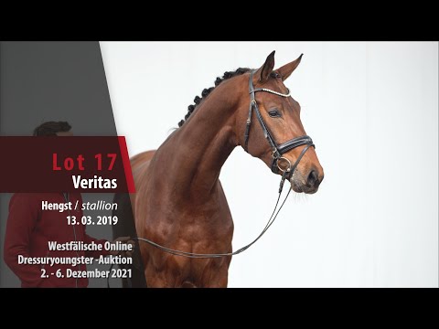 Online Dressuryoungster-Auktion Lot 17 Veritas Hengst v. Vitalis - Florestan I