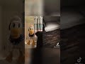 Donald Ducc Can T Handle It Shorts