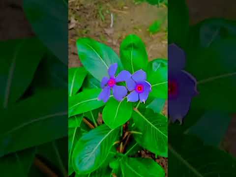 #Phoolon Ke# Mausam Mein milane Aate Hain/ Mausam# is Phool#mausami #savan