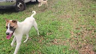 Video preview image #1 Mutt Puppy For Sale in Jackson, MS, USA