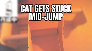 VTuber's Cat Gets Hilariously Stuck Squeezing Through New Cat Tower | Koganei Niko