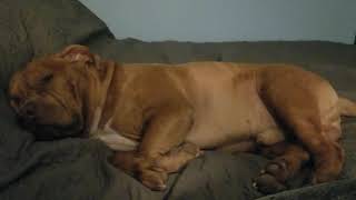 &quot;Dad! I wasn&#39;t sleeping, I swear!&quot; - Says the sleepy Pitbull.