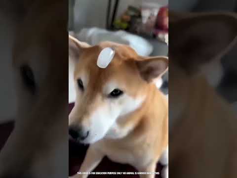 🐶🧊 ஜீவா மேல Ice வச்சும் அமைதியா இருந்த நாய்! 😂❤️  #shorts #dogs #dogreaction #petlove