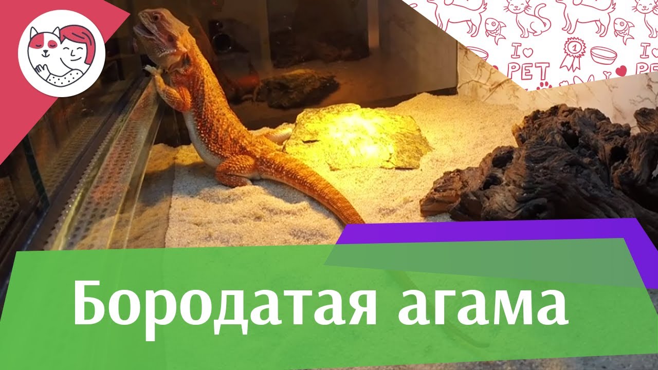 Бородатая агама Как выбрать на iLikePet