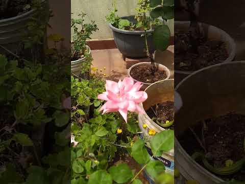 Flowers in my Garden #garden #terracegarden