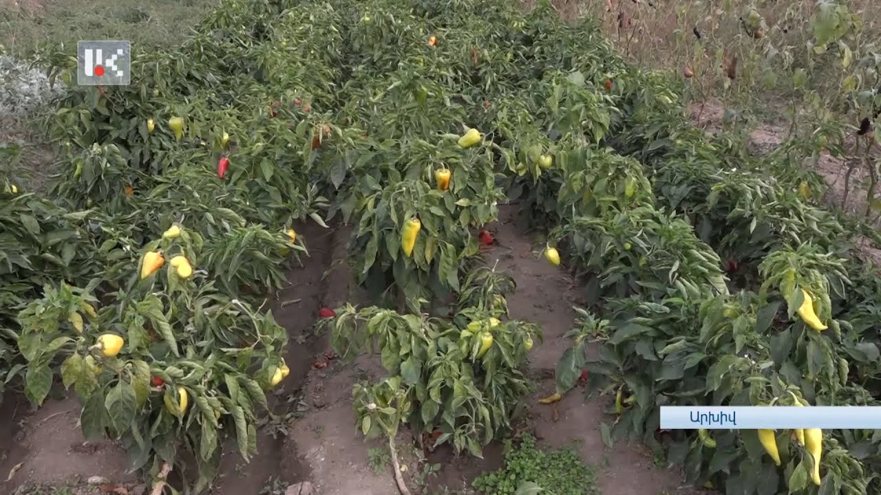 Գյուղատնտեսությամբ զբաղվելը դարձել է գրեթե անհնար