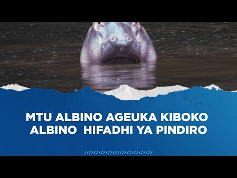 MTU AGEUKA KIBOKO ALBINO I ALIKAIDI MASHARTI PINDIRO | VIVUTIO VYA UTALII